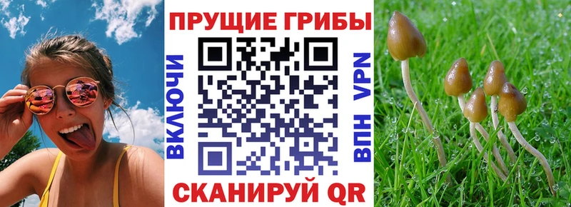 купить наркотик  Оренбург  Галлюциногенные грибы Magic Shrooms 