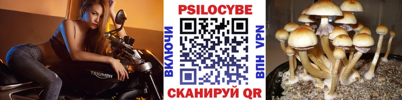 Галлюциногенные грибы Psilocybine cubensis Оренбург